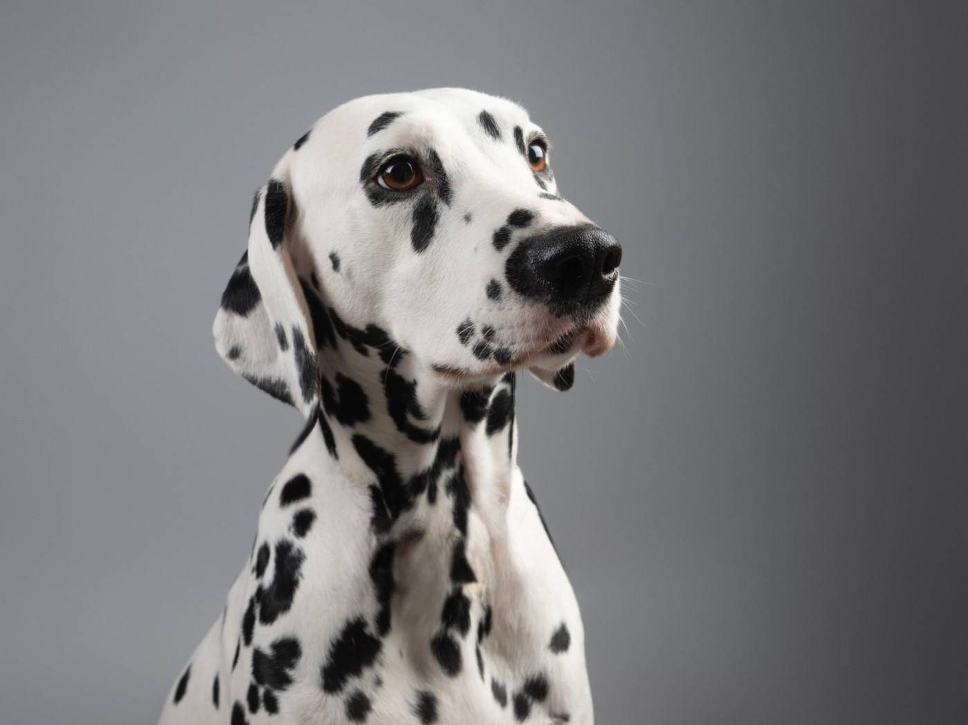 ✨Une future portée pleine de promesses à l élevage✨