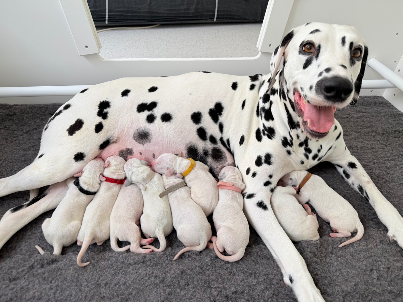De Terramos Dalmata -  9 petites merveilles 